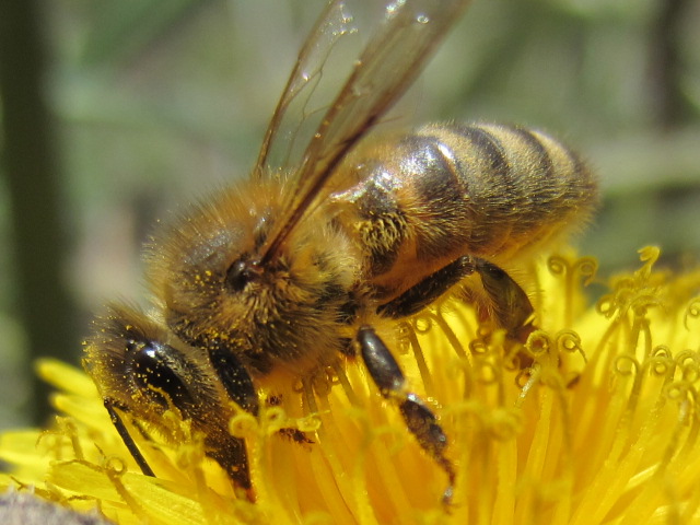 abeja