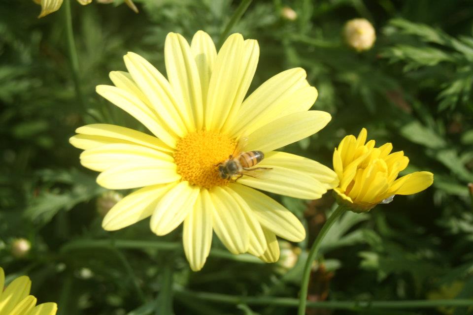 Abeja