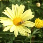 Abeja