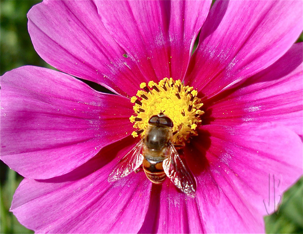 Abeja