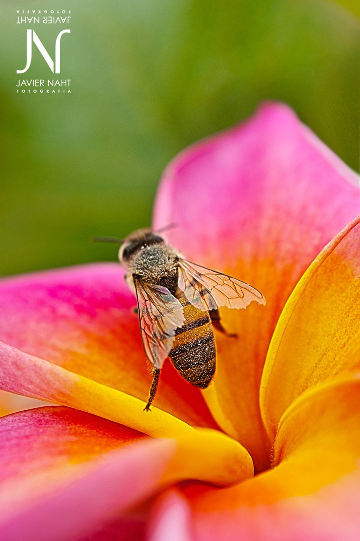 Abeja