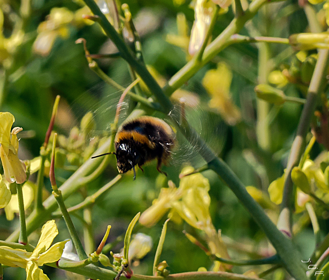 Abeja