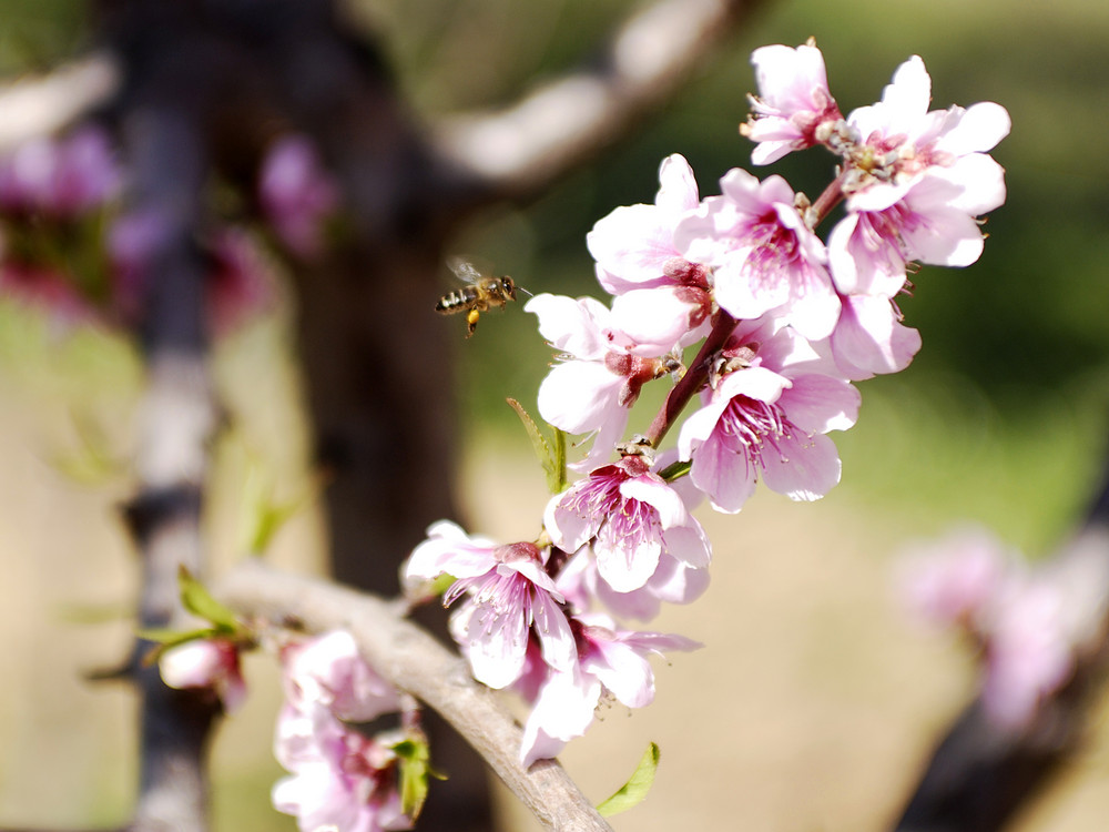 Abeja al vuelo