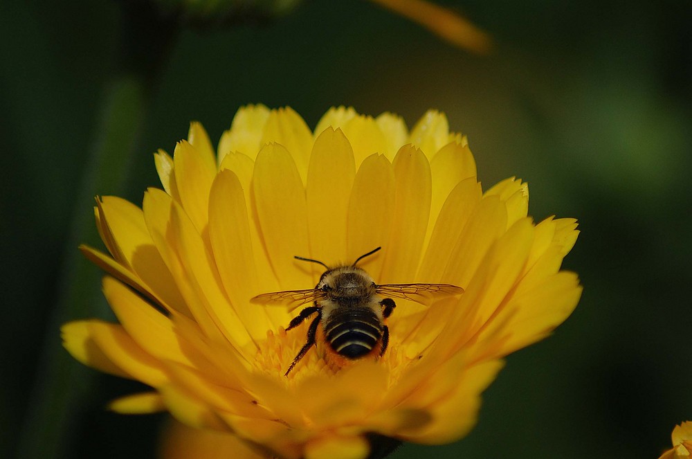 abeja aus Chile