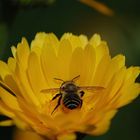 abeja aus Chile