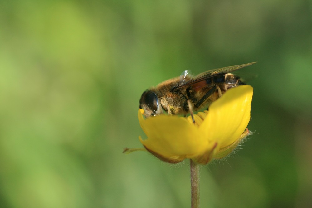 Abeja