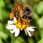 Abeja