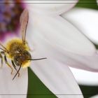 Abeja