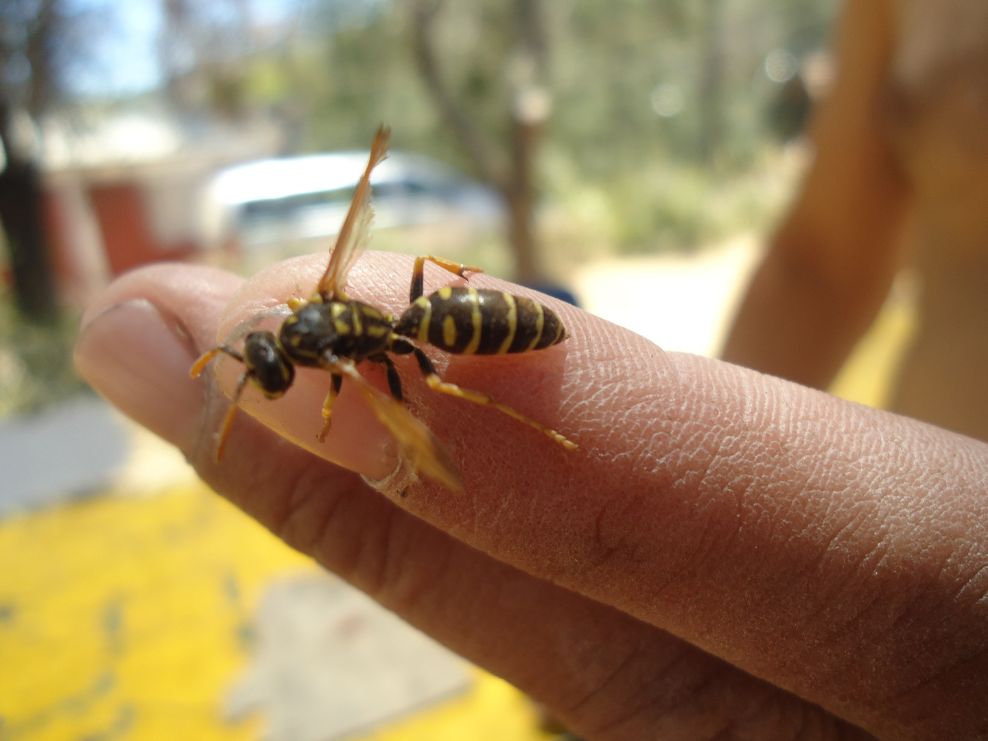 ABEJA CHAQUETA AMARILLA