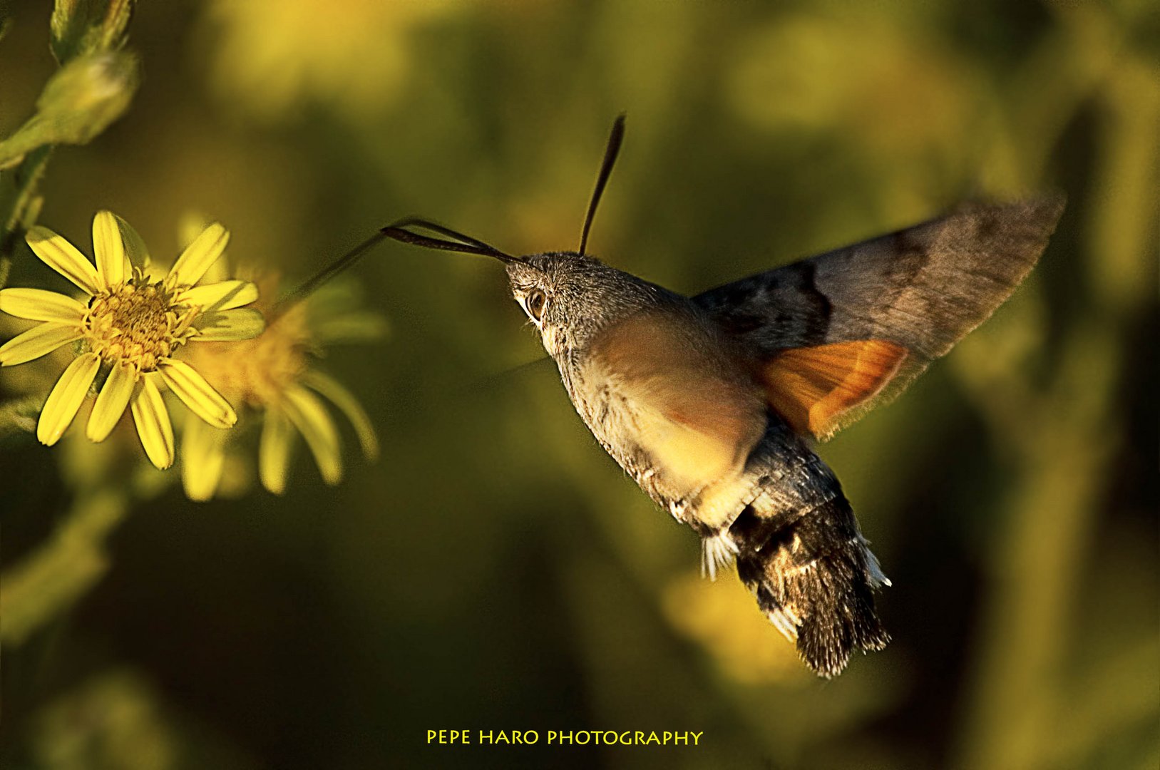 Abeja colibrí.