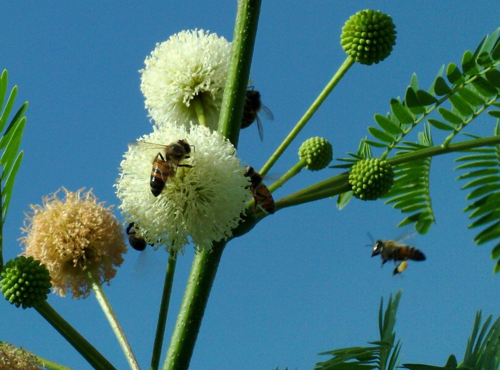 Abeja con su carga de polen