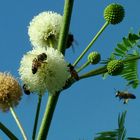 Abeja con su carga de polen