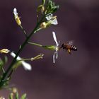 Abeja cosechando polen