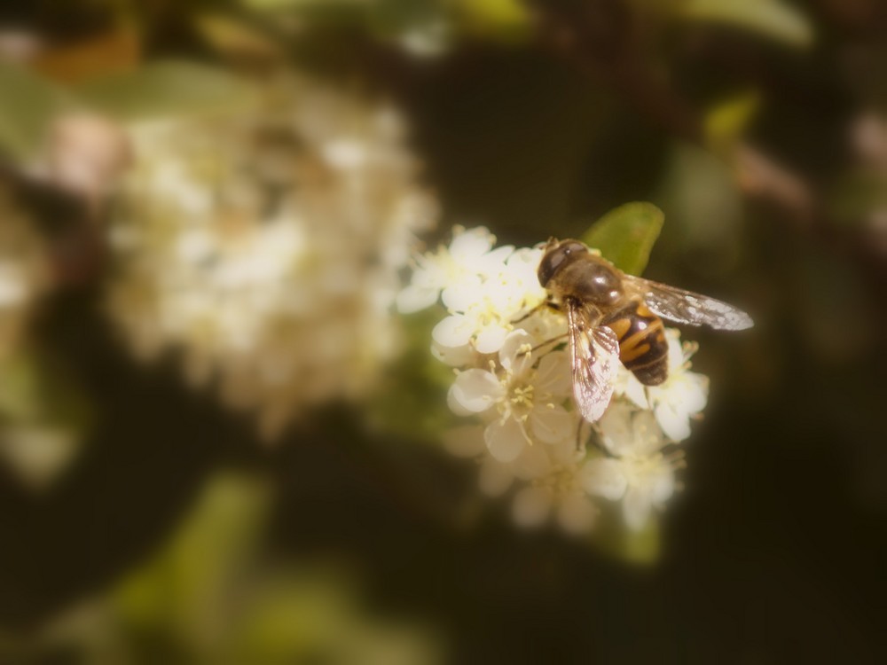 Abeja