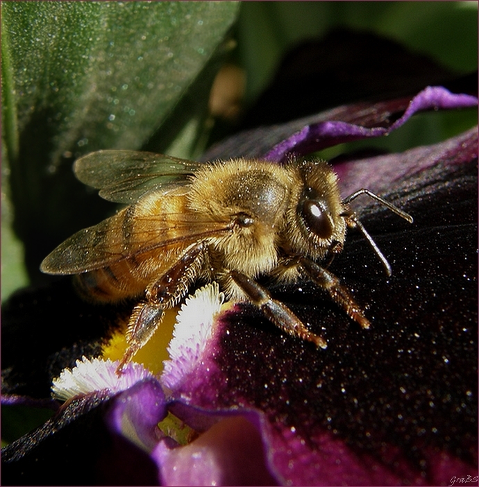 Abeja.