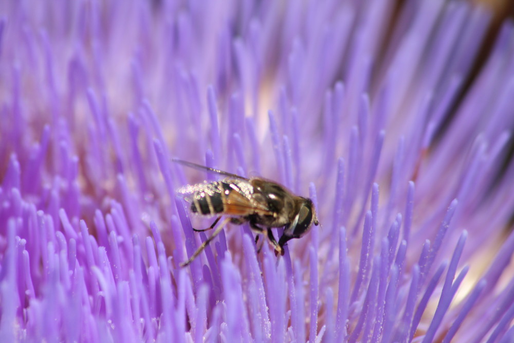 Abeja en Alcachofa (Flor) de Silvia Macías 