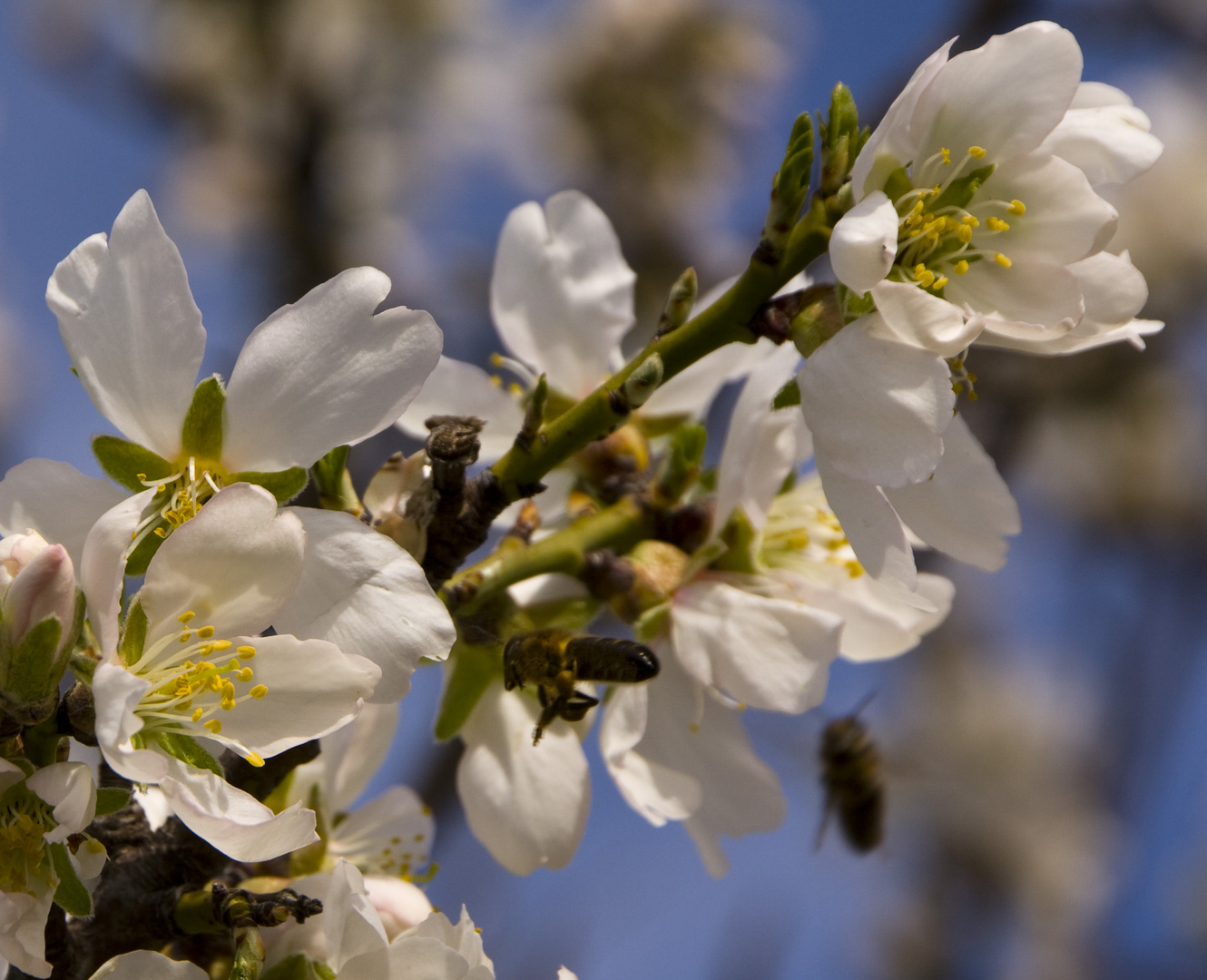 abeja en el campo