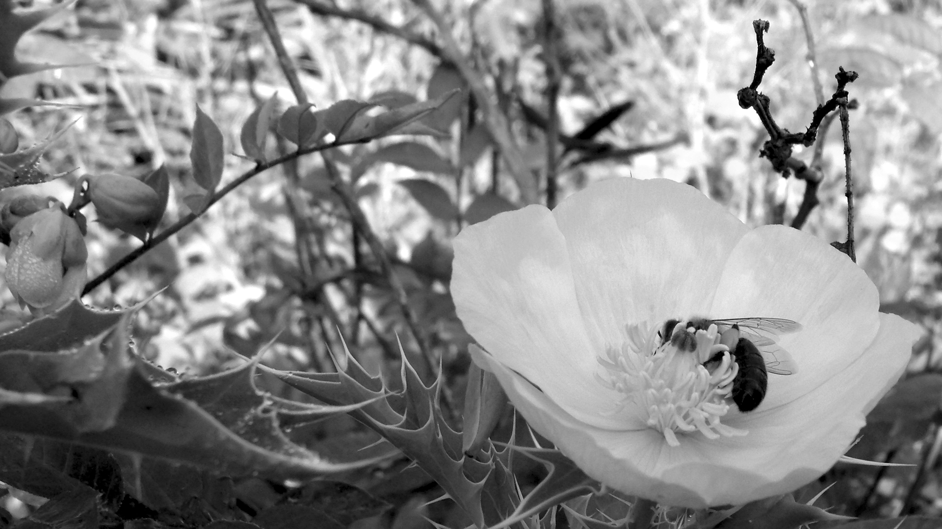 Abeja en el Cardo