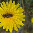 abeja en flor