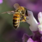 Abeja en las Salvias