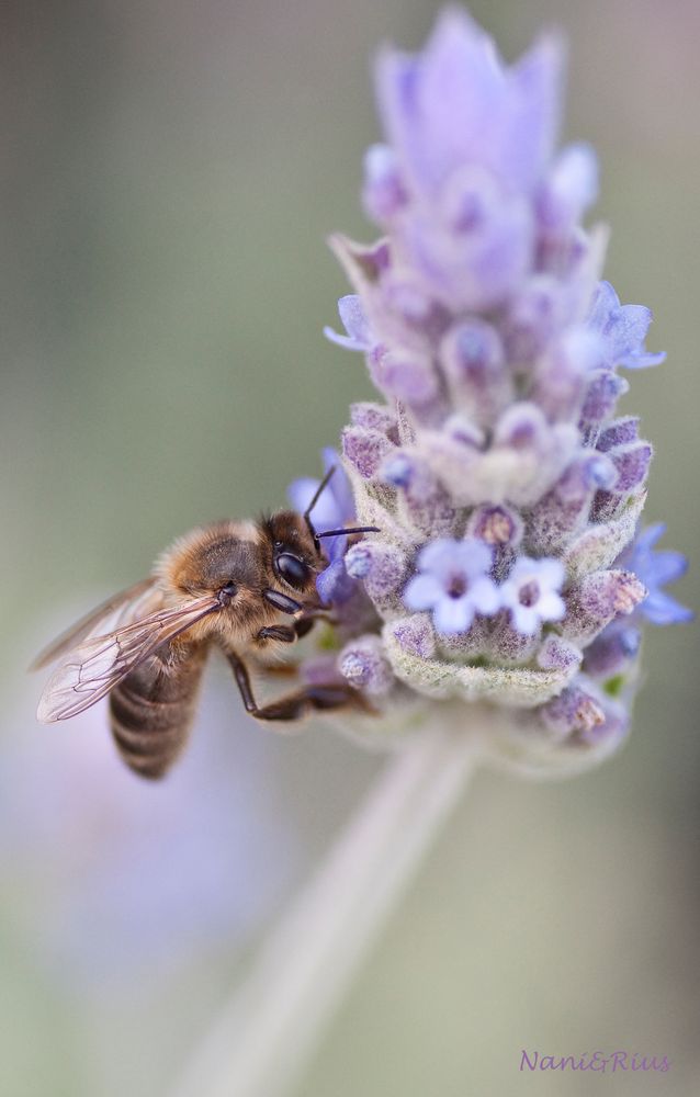 Abeja en lilas