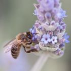 Abeja en lilas