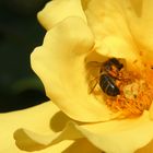 Abeja en pleno trabajo