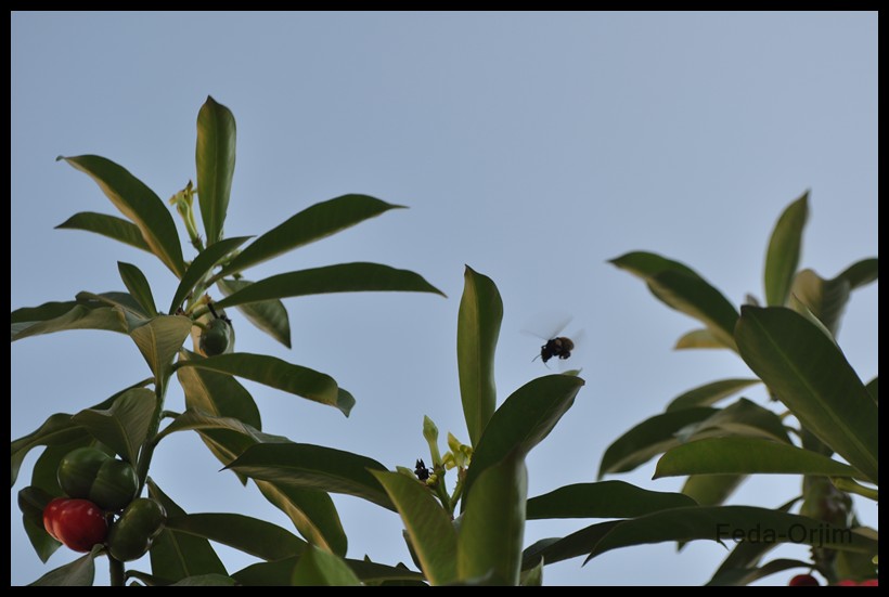 Abeja, en pleno vuelo