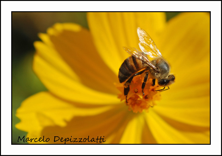 Abeja en su trabajo