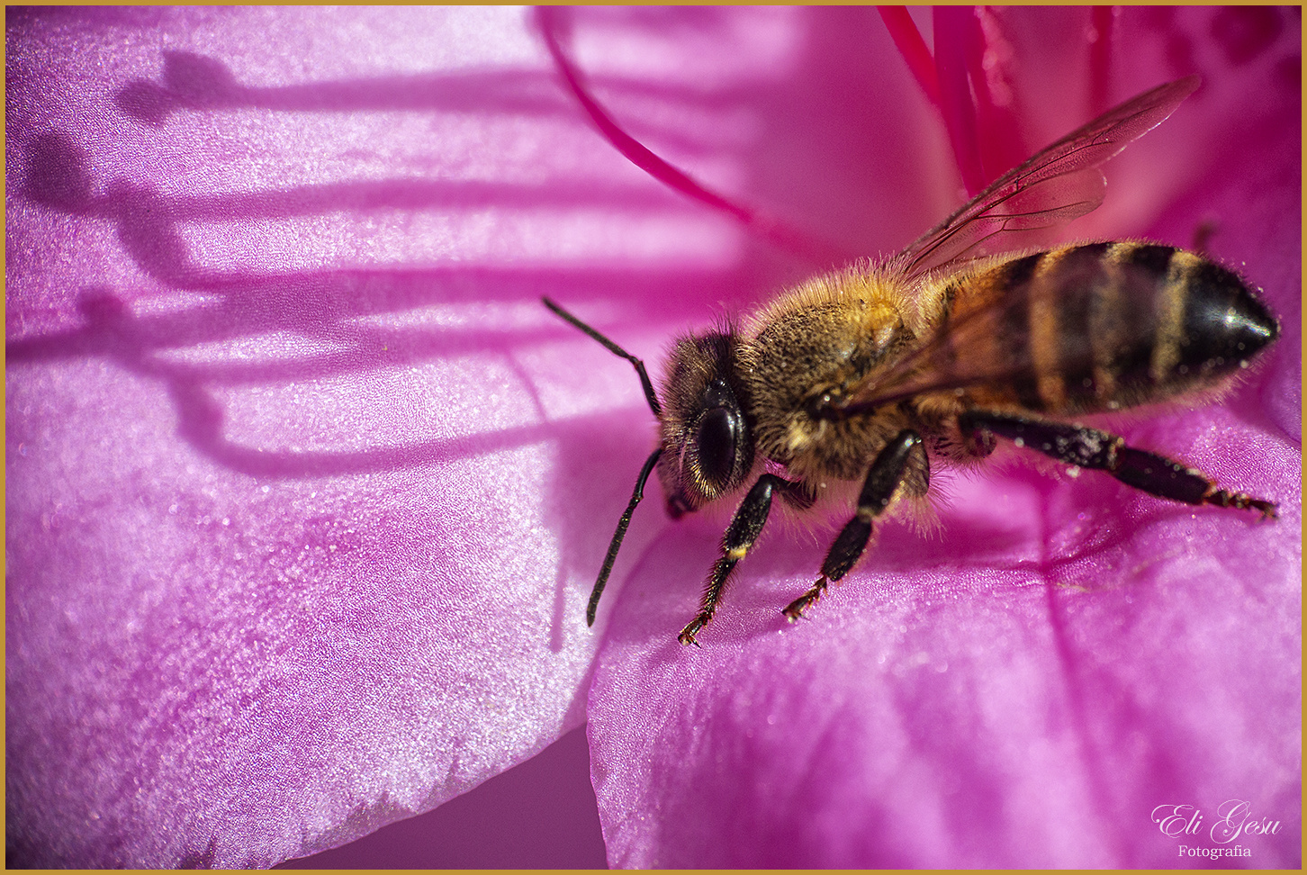 Abeja en una azalea