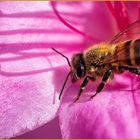 Abeja en una azalea