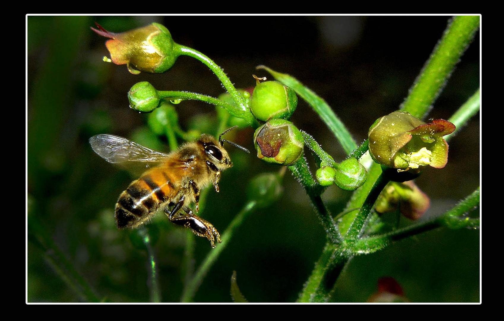 abeja en vuelo