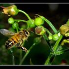 abeja en vuelo