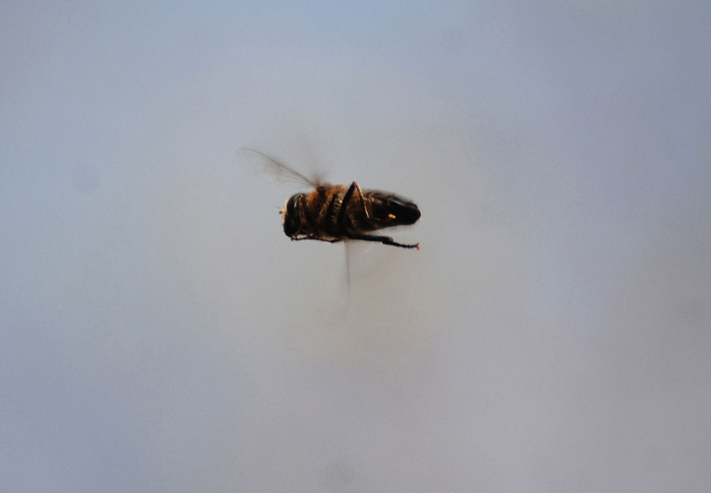 abeja en vuelo