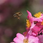 Abeja