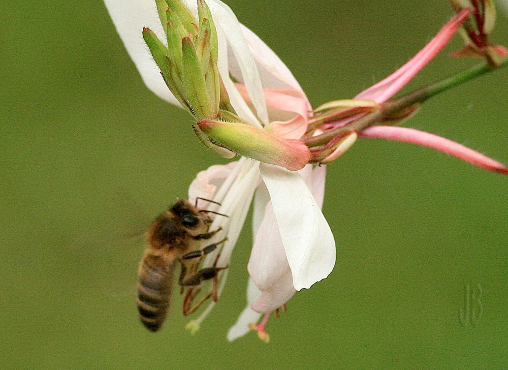 Abeja