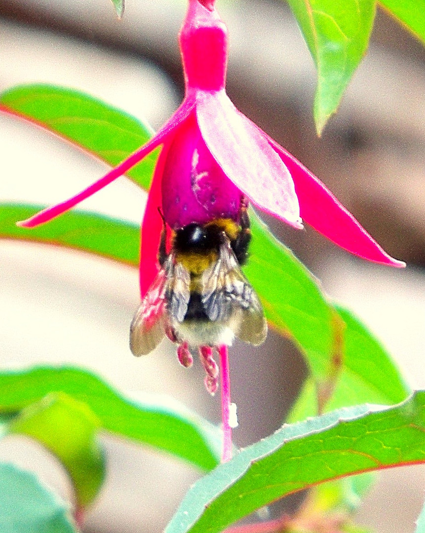 abeja glotona