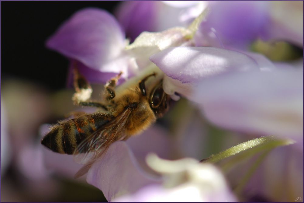 Abeja golosa