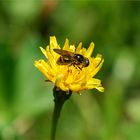 Abeja golosa # Naschbiene