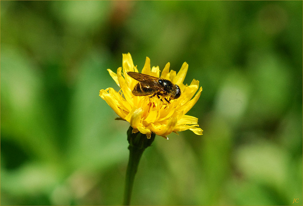 Abeja golosa # Naschbiene