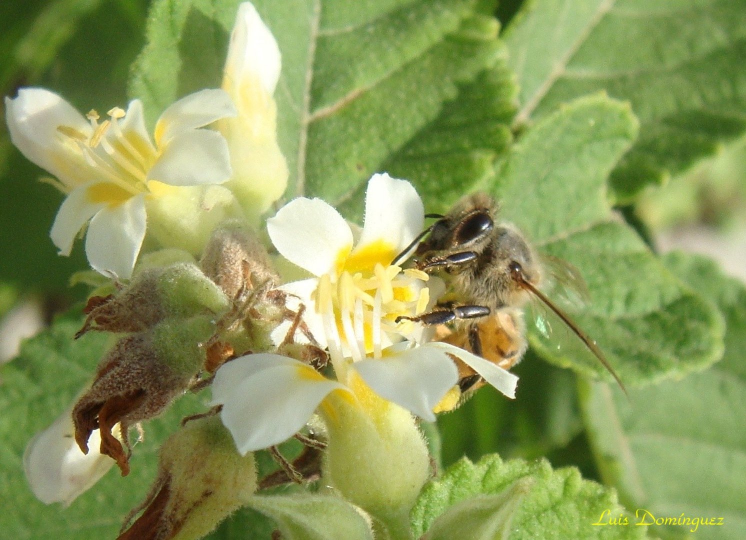 Abeja II