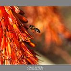 Abeja Libando