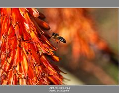 Abeja Libando