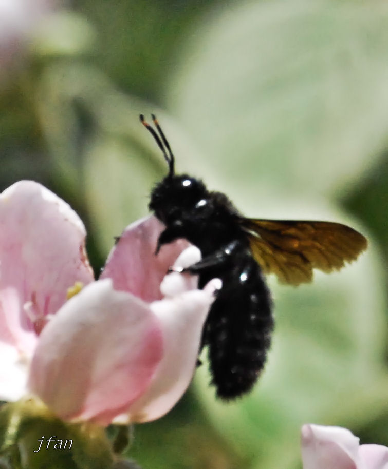 abeja libando