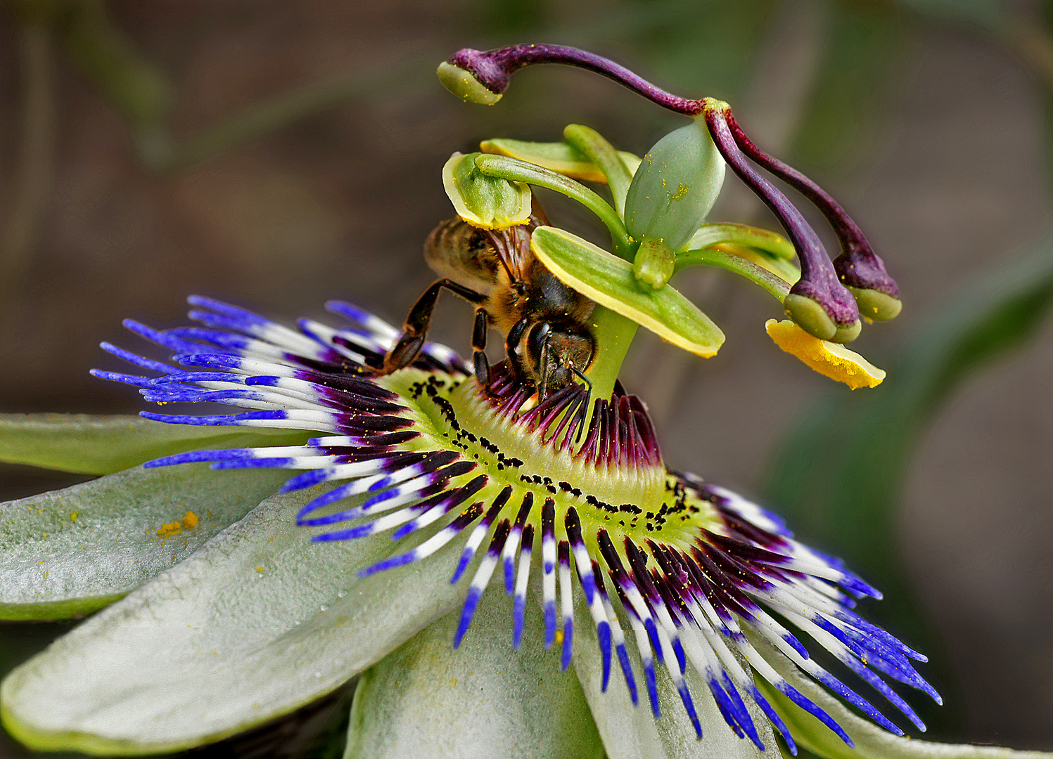 Abeja libando.