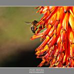 Abeja Libando II