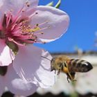 abeja llegando a la flor...