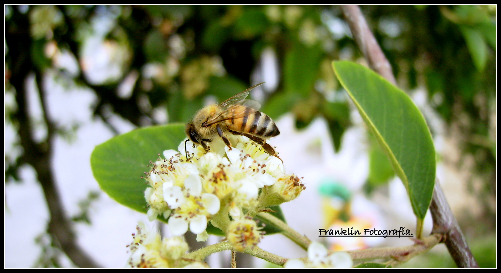 Abeja maya.