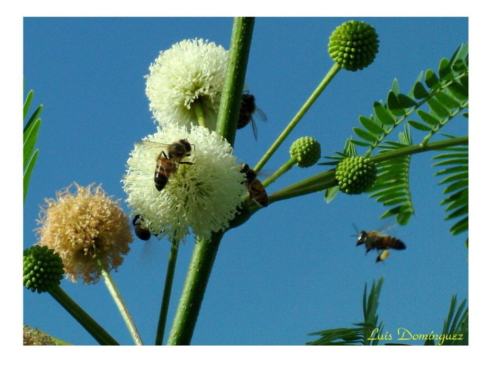 Abeja recolectando polen