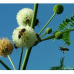 Abeja recolectando polen